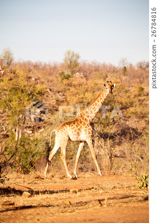 in south africa    wildlife   reserve and         26784816