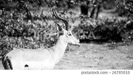 wild impala in the winter bush wild impala in the winter bush 26785010