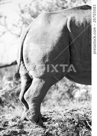 in south africa wildlife reserve in south africa wildlife reserve 26785083