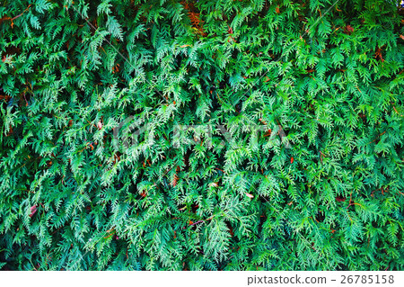 Green thuja texture 26785158