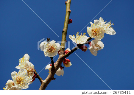 Authentic, plum of Dazaifu 26785411