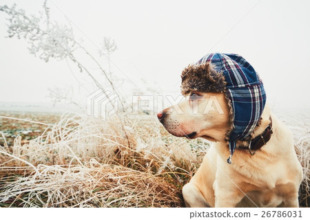 Dog with cap in winter Dog with cap in winter 26786031