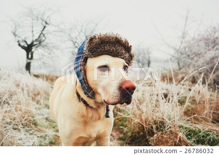 Dog with cap in winter Dog with cap in winter 26786032
