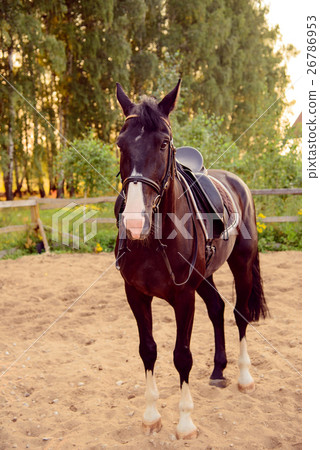 saddled horse stands on the sand saddled horse stands on the sand 26786953