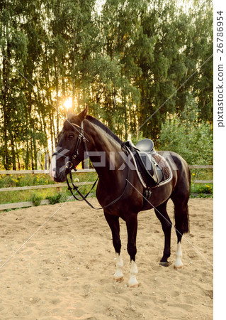 saddled horse stands on the sand saddled horse stands on the sand 26786954