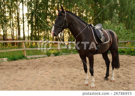 saddled horse stands on the sand 26786955