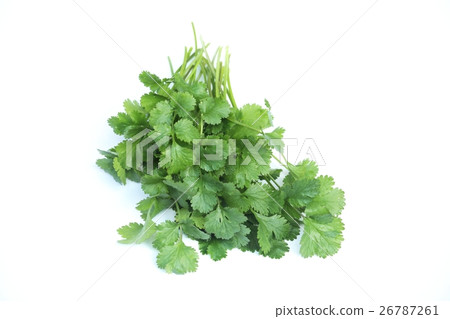 Coriander  26787261