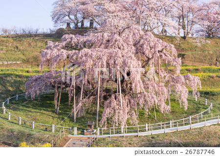 Miharu Taki Sakura 26787746