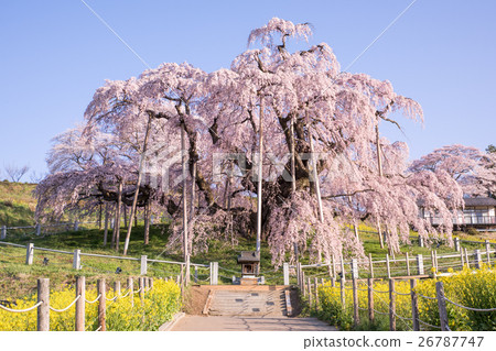 Miharu Taki Sakura Miharu Taki Sakura 26787747