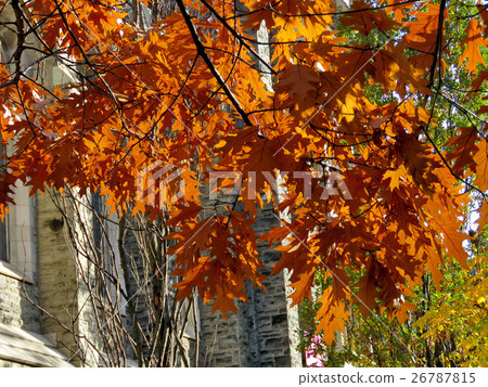 Toronto University Knox College maple leaves 2016 26787815