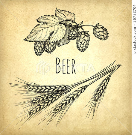 Hops and malt - Stock Illustration [26788704] - PIXTA