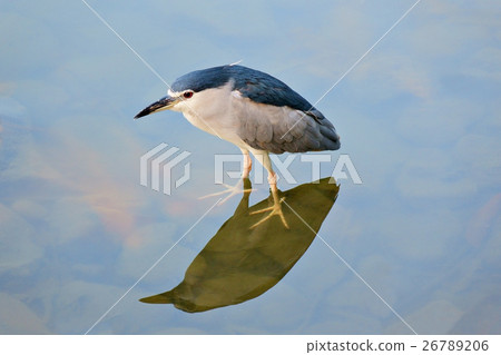 Night Heron standing beside the lake Night Heron standing beside the lake 26789206