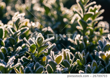 Detail of frozen leaves od boxwood 26789703