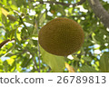 Fruit of jakfruit tree. 26789813
