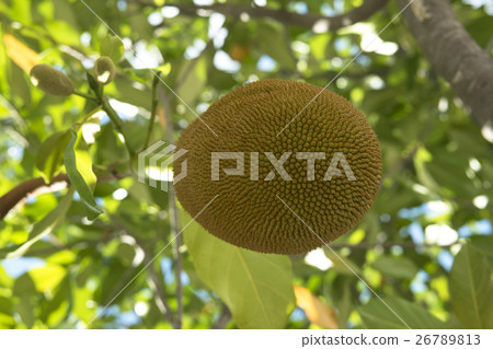 Fruit of jakfruit tree. Fruit of jakfruit tree. 26789813