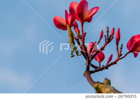 Praying mantis on a flower and blue sky background Praying mantis on a flower and blue sky background 26790055