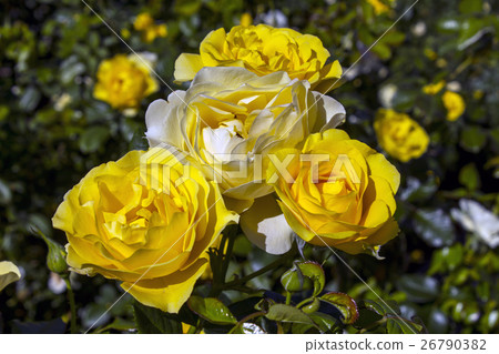 Closeup of a beautiful flower rose 26790382