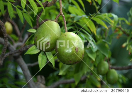 Spondias Citerea Spondias Citerea 26790646