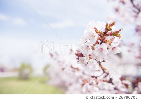 Cherry blossoms in full bloom (shallow depth of field) 26790703