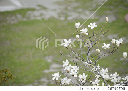 Kobushi花 Kobushi花 26790706