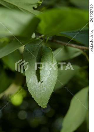 Pupa of Omurasaki 26790730