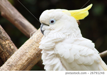 葵花鳳頭鸚鵡 26791248