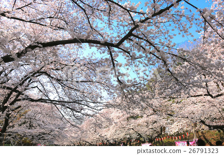 Cherry blossoms in Ueno Park 26791323