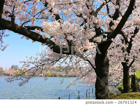 Cherry blossoms at Ueno Park (Shinobazui) 26791324