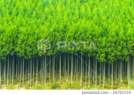 北山雪松 26791534