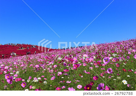 日立海濱公園 26792788