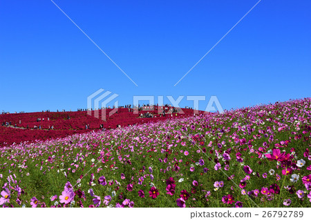 日立海濱公園 26792789