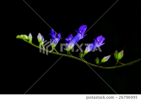 Beautiful bouquet of purple flowers 26796995