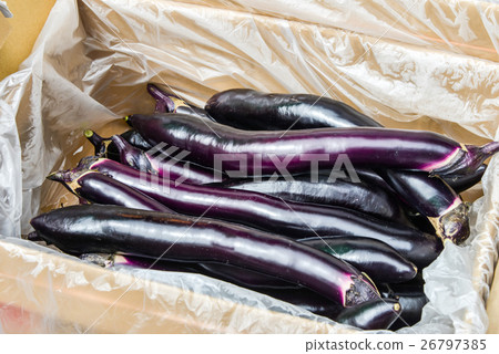 茄子 26797385