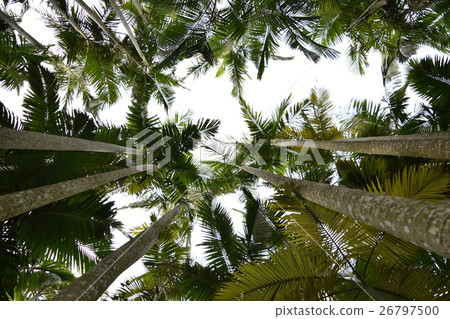 Palm tree 26797500