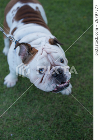 English bulldog close-up English bulldog close-up 26797577