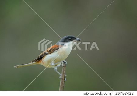 Burmese Shrike perching on a branch 26798428