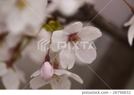 Soy Yoshino cherry tree Soy Yoshino cherry tree 26798632