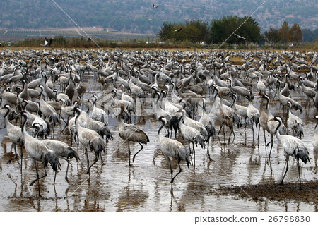 migratory birds in a national bird sanctuary Hula  26798830