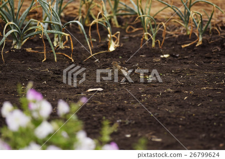 Hibari Liberation Larkspurred birds birds wild birds birds creatures farming green onions seasonal soil flower brown brown 26799624