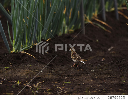 Hibari Liberation Larkspurred birds birds wild birds birds creatures farming green onions seasonal soil flower brown brown Hibari Liberation Larkspurred birds birds wild birds birds creatures farming green onions seasonal soil flower brown brown 26799625