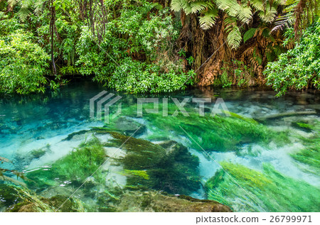 Blue Spring located at Hamilton, New Zealand. 26799971