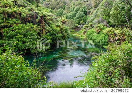 Blue Spring located at Hamilton, New Zealand. 26799972