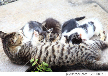 kittens drinking milk from mother