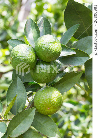 lemons hanging on tree in the farm 26800993