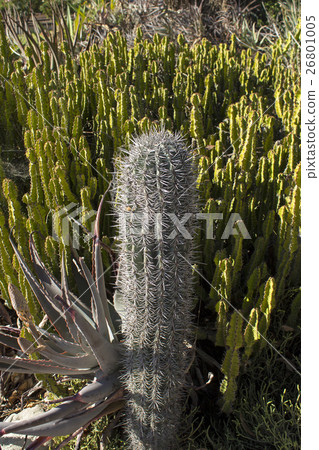 Beautiful cactus 26801005
