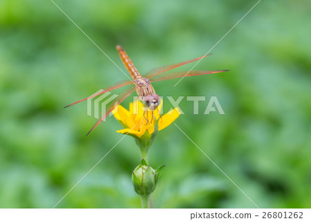 Dragonfly on a little yellow star flower in garden 26801262