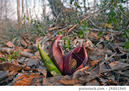 Zensugen盛開的宮殿Moguda 26801940