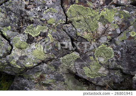 山脊線苔蘚的地圖 山脊線苔蘚的地圖 26801941