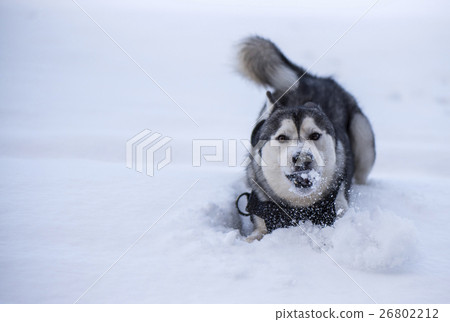 Husky eats snow and play Husky eats snow and play 26802212