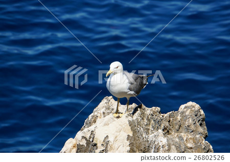 阿爾蓋羅的Capo Katcia海鷗在撒丁島的 阿爾蓋羅的Capo Katcia海鷗在撒丁島的 26802526